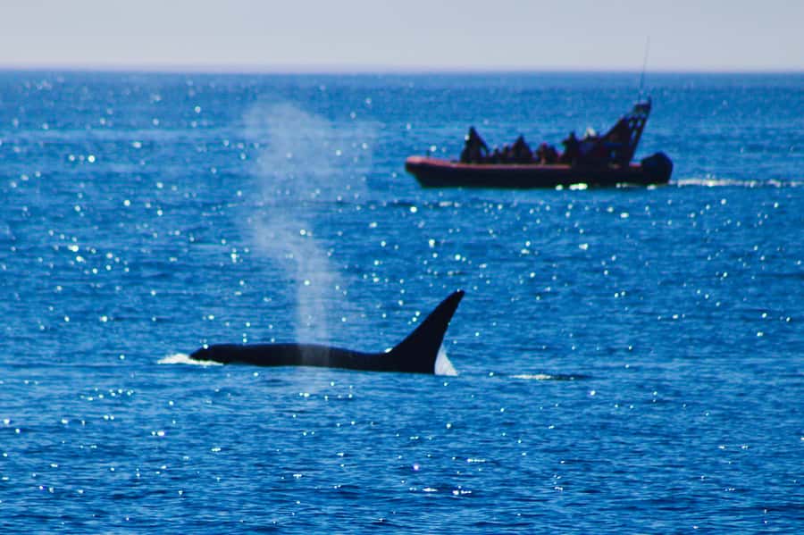 From Victoria: Whale Watching Marine Wildlife Excursion - What you might see on the water