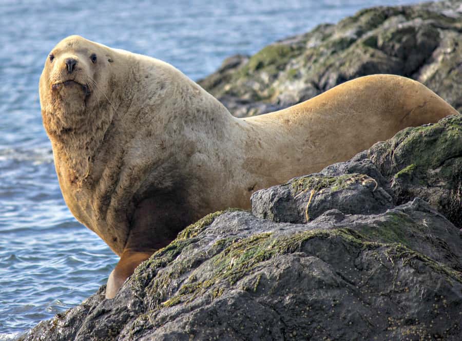From Victoria: Whale Watching Marine Wildlife Excursion - Why the open-air format changes the experience
