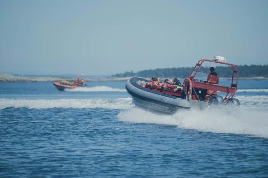 From Victoria: Whale Watching Marine Wildlife Excursion - The value of the $113 price