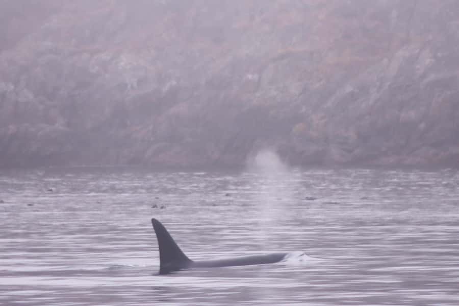 From Victoria: Whale Watching Marine Wildlife Excursion - How the three hours usually unfold