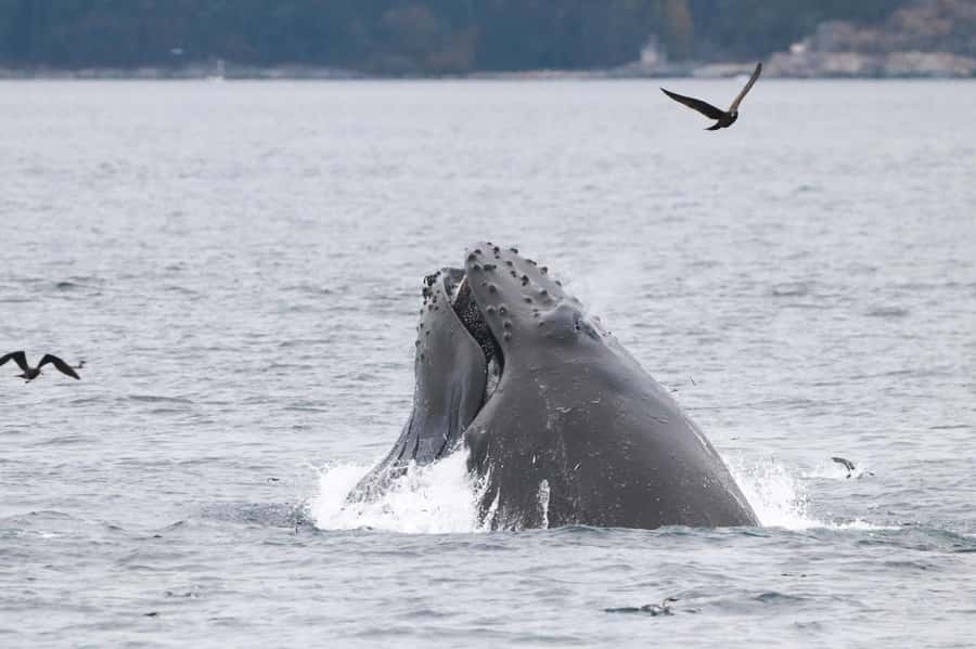 From Victoria: Whale Watching Marine Wildlife Excursion - Who will enjoy this tour most