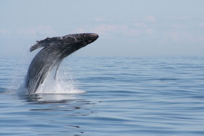 From Victoria: Whale Watching Marine Wildlife Excursion - Practical details that affect your choice