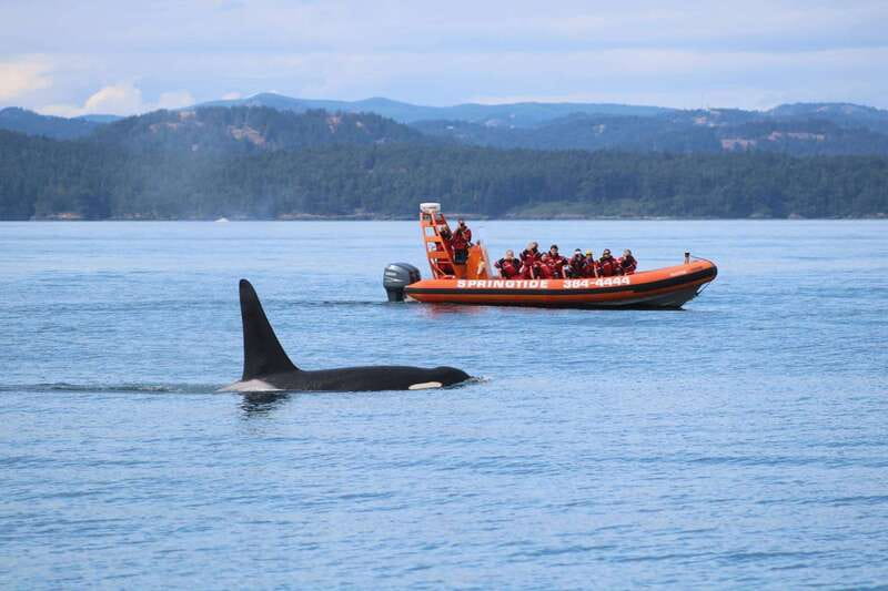 From Victoria: Whale Watching Tour by Zodiac Boat - Key points to know before you book