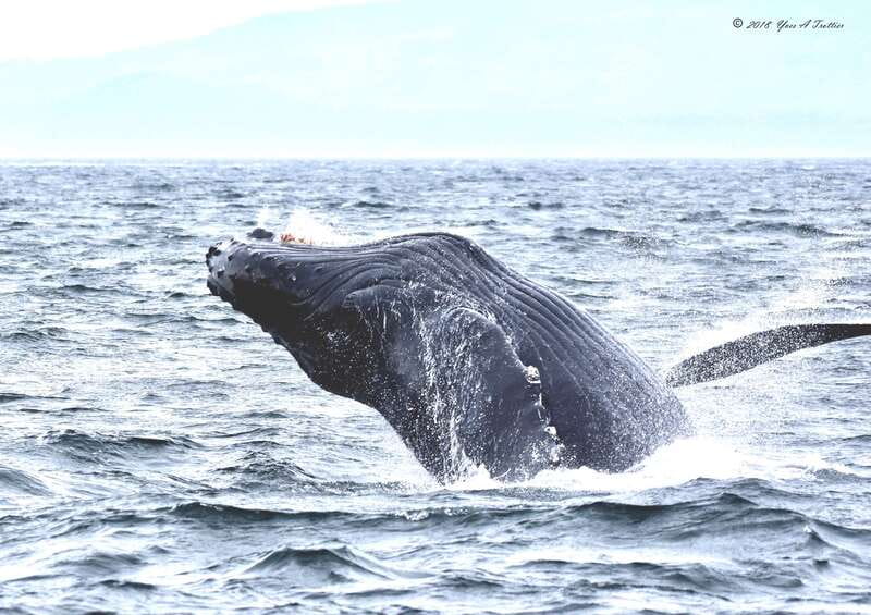 From Victoria: Whale Watching Tour by Zodiac Boat - Leaving Victoria for the Salish Sea