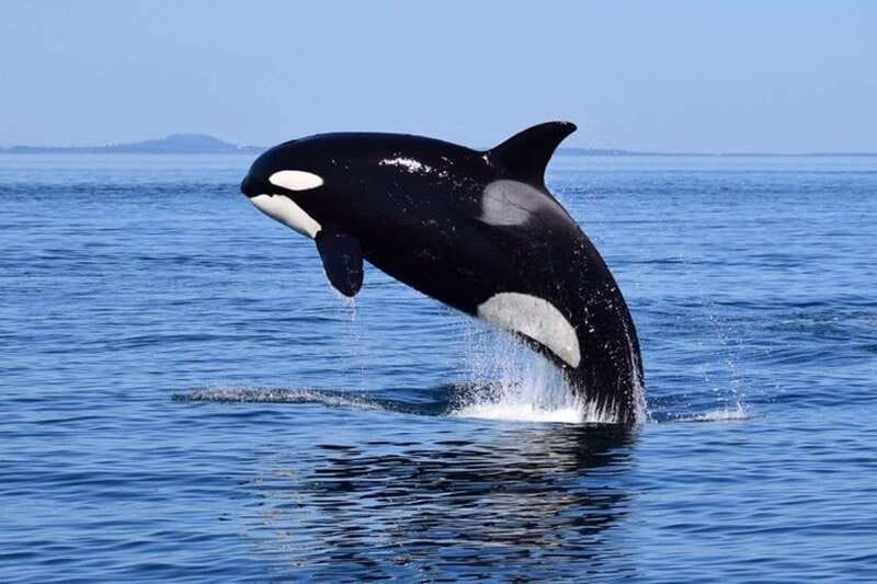 From Victoria: Whale Watching Tour by Zodiac Boat - Searching for orcas and humpback whales