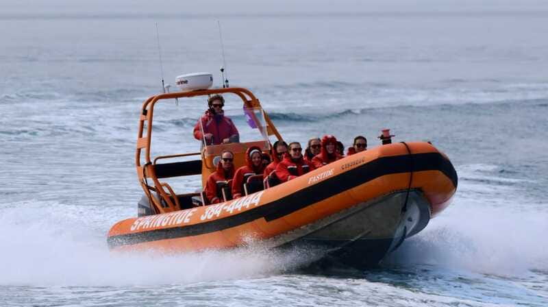 From Victoria: Whale Watching Tour by Zodiac Boat - Seals, sea lions, porpoises, and birds add variety