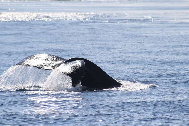 From Victoria: Whale Watching Tour by Zodiac Boat - How the three-hour schedule feels