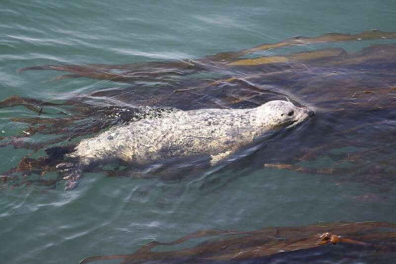 From Victoria: Whale Watching Tour by Zodiac Boat - Booking details and practical value