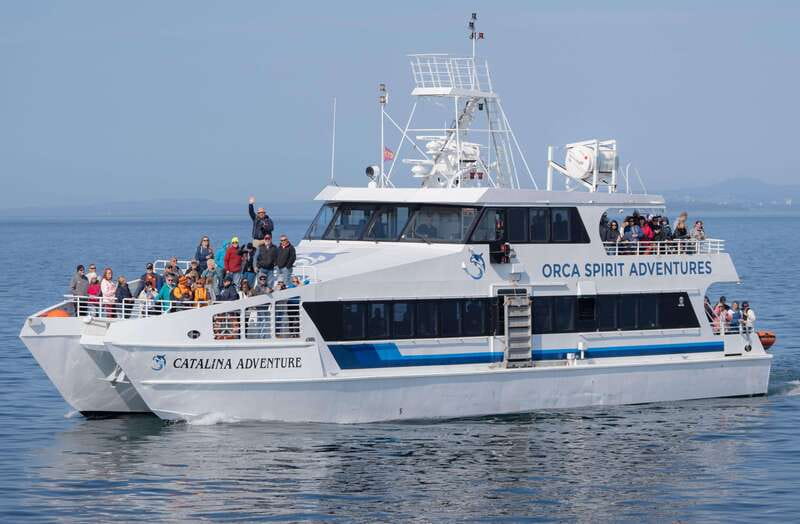 From Victoria: Whale Watching Trip on Covered Boat - Key points to know before you sail