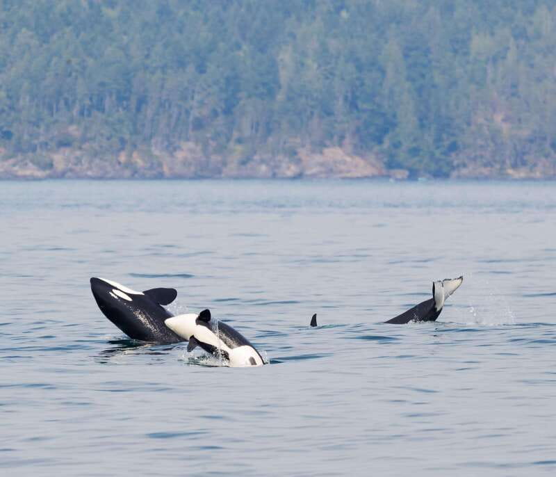 From Victoria: Whale Watching Trip on Covered Boat - Leaving Victoria for the Salish Sea