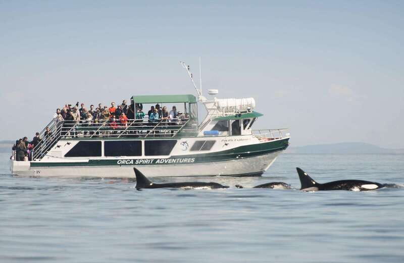 From Victoria: Whale Watching Trip on Covered Boat - What the naturalist crew adds