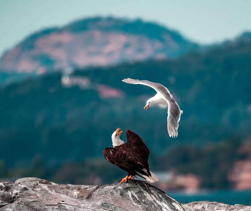 From Victoria: Whale Watching Trip on Covered Boat - Covered boat comfort and the best place to stand