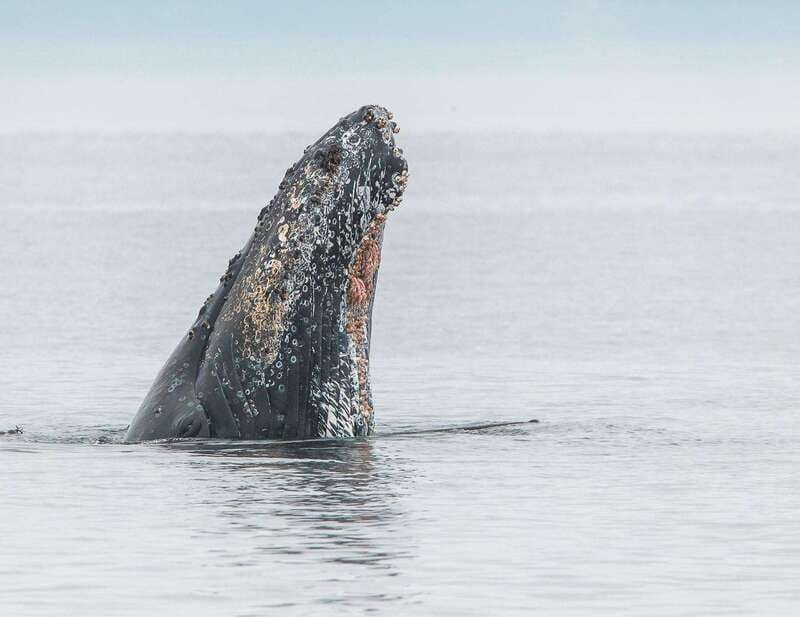 From Victoria: Whale Watching Trip on Covered Boat - The photo package lets you watch instead of chase pictures