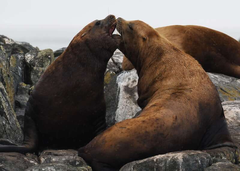 From Victoria: Whale Watching Trip on Covered Boat - Is $132 a fair price?