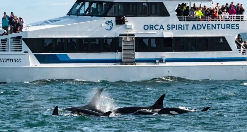 From Victoria: Whale Watching Trip on Covered Boat - Finding orcas, humpbacks, and smaller sea life
