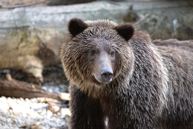 Great Bears of Bute: Grizzly Bear Viewing & Indigenous Cultural Tour - The day begins on the Salish Sea