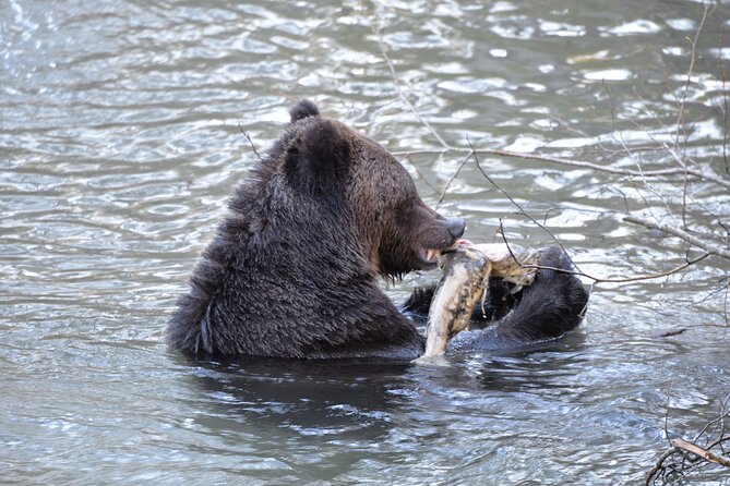 Great Bears of Bute: Grizzly Bear Viewing & Indigenous Cultural Tour - Is the $457.12 price good value?