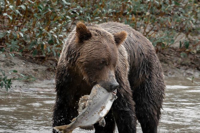 Great Bears of Bute: Grizzly Bear Viewing & Indigenous Cultural Tour - Should you book the Great Bears of Bute tour?