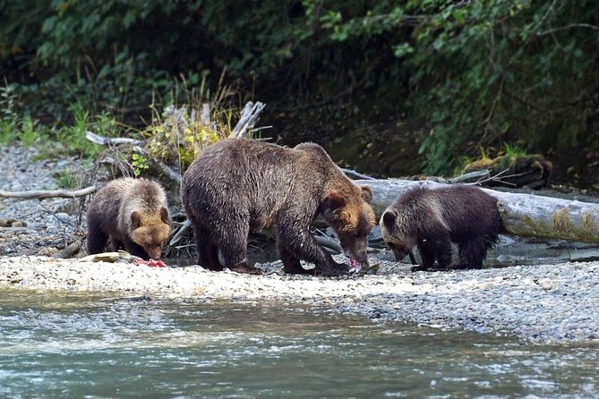 Grizzly Bear Expedition - What the Homalco setting adds