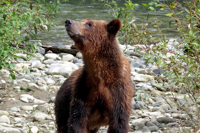 Grizzly Bear Expedition - Food, drinks, and the value of a full day