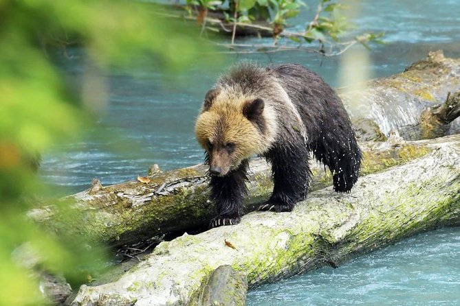 Grizzly Bear Expedition - Who will enjoy this expedition most