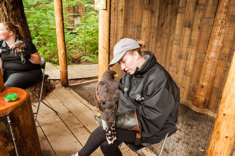 Grouse Mountain, Capilano Bridge & Fish Hatchery Tour - Walking Capilano Suspension Bridge Park