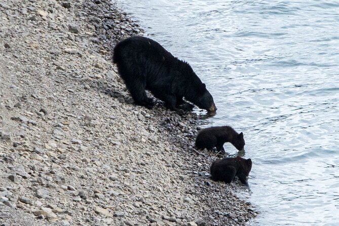 Jasper Evening Wildlife Tour - The minibus ride through Jasper National Park