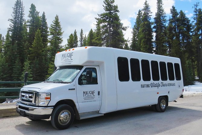 Jasper Evening Wildlife Tour - Why the guide matters more than the route