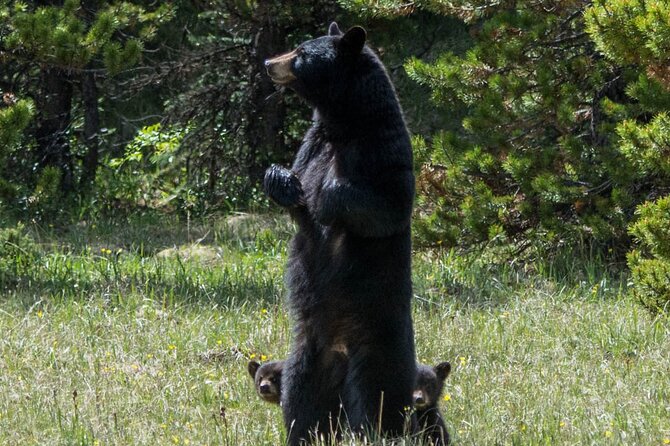 Jasper Evening Wildlife Tour - Photo stops, walking, and viewing from the bus