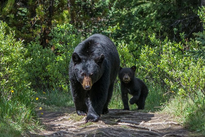 Jasper Evening Wildlife Tour - Group size and comfort