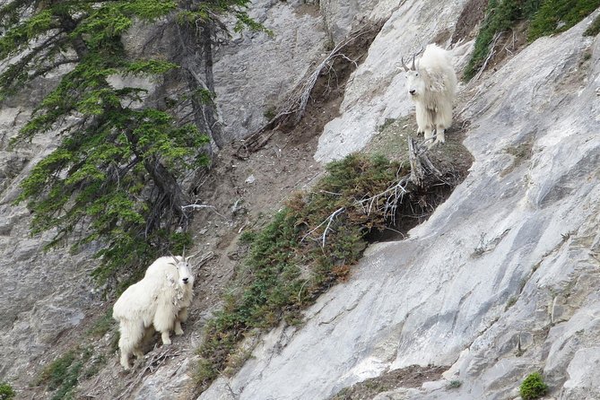 Jasper Evening Wildlife Tour - The main drawback: wildlife can be thin