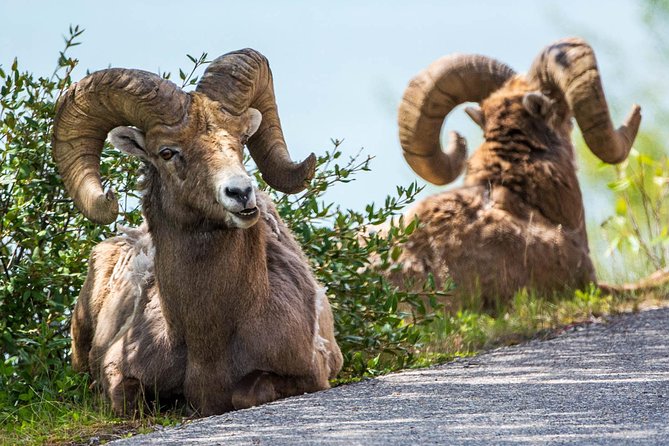 Jasper Evening Wildlife Tour - Seasonal wildlife stops and what you might see