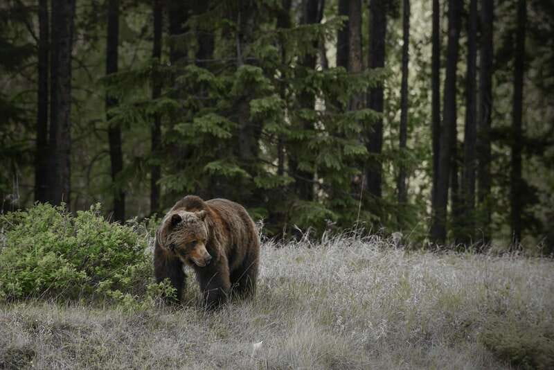 Jasper: Maligne Valley Wildlife & Spirit Island Cruise - Timing, pickup, and comfort from Jasper