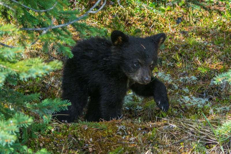 Jasper National Park: Evening or Morning Wildlife Watch Tour - Key points before you book