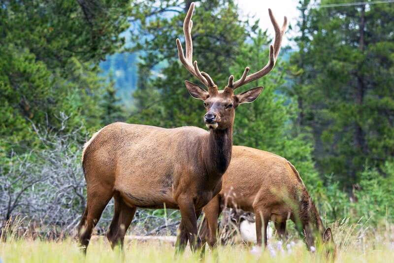 Jasper National Park: Evening or Morning Wildlife Watch Tour - Practical tips for a better outing