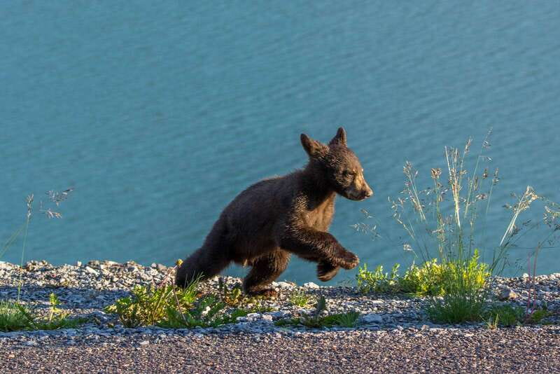Jasper National Park: Evening or Morning Wildlife Watch Tour - How the wildlife search unfolds