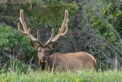 Jasper National Park: Evening or Morning Wildlife Watch Tour