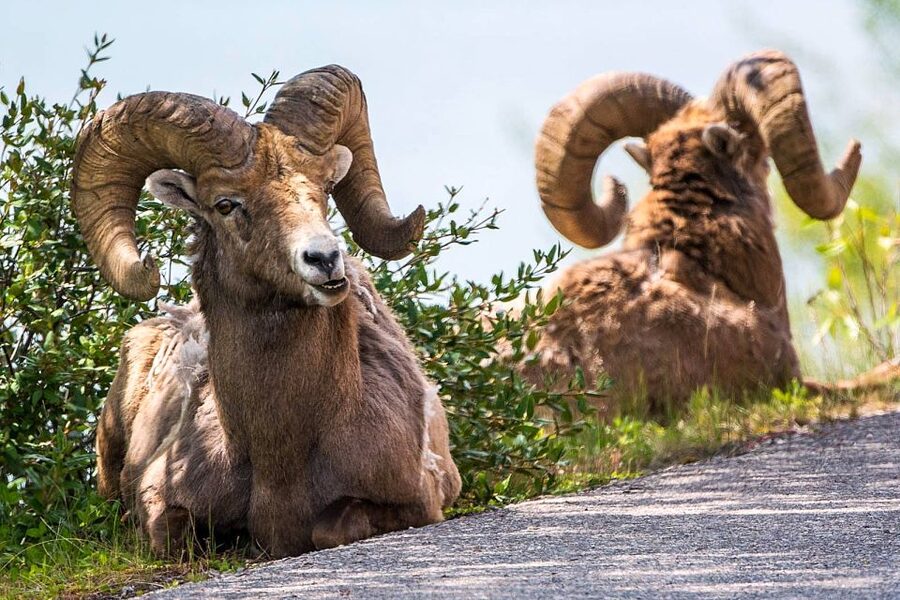 Jasper National Park: Evening or Morning Wildlife Watch Tour - The animals you might actually see