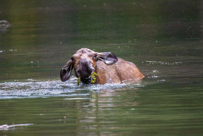 Jasper National Park: Evening or Morning Wildlife Watch Tour - What the guide adds beyond animal names