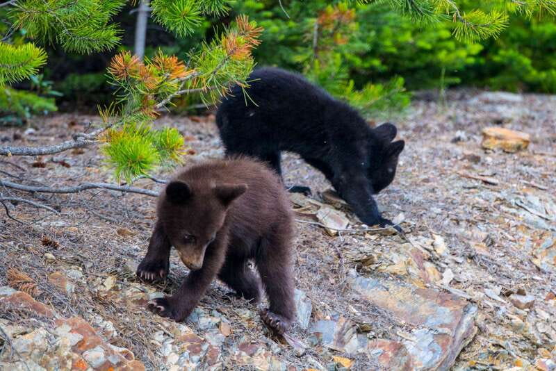 Jasper National Park: Evening or Morning Wildlife Watch Tour - Is $63 a fair price?