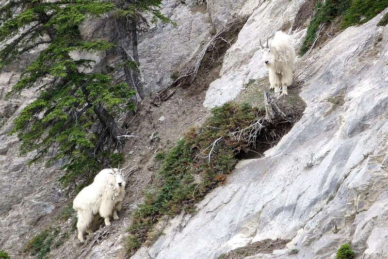 Jasper National Park: Evening or Morning Wildlife Watch Tour - Who should book, and who should skip it