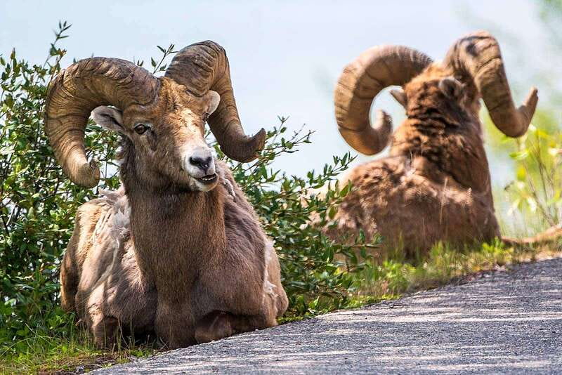 Jasper National Park: Evening or Morning Wildlife Watch Tour - Morning or evening: which departure should you choose?