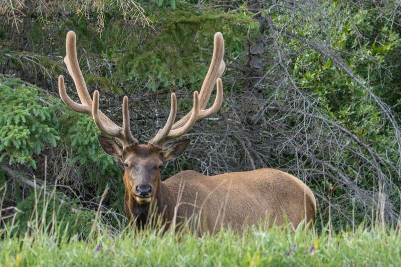 Jasper National Park: Evening or Morning Wildlife Watch Tour - The ride from Jasper into the Rocky Mountain valley