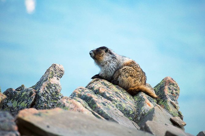 Jasper SkyTram - Wildlife in the alpine tundra