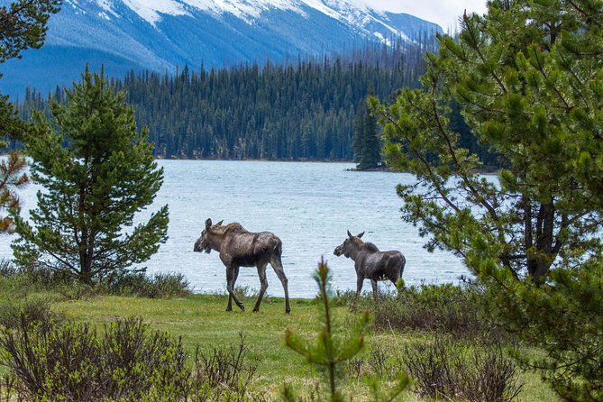 Jasper Wildlife and Sightseeing Tour with Maligne Lake Hike - Why this six-hour Maligne Valley trip works