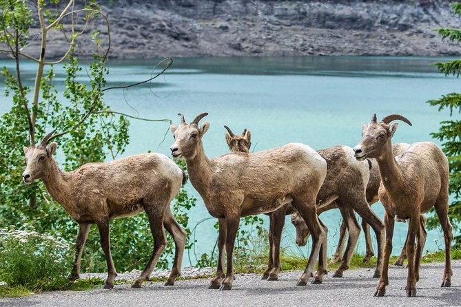 Jasper Wildlife and Sightseeing Tour with Maligne Lake Hike - What the $81.90 price includes