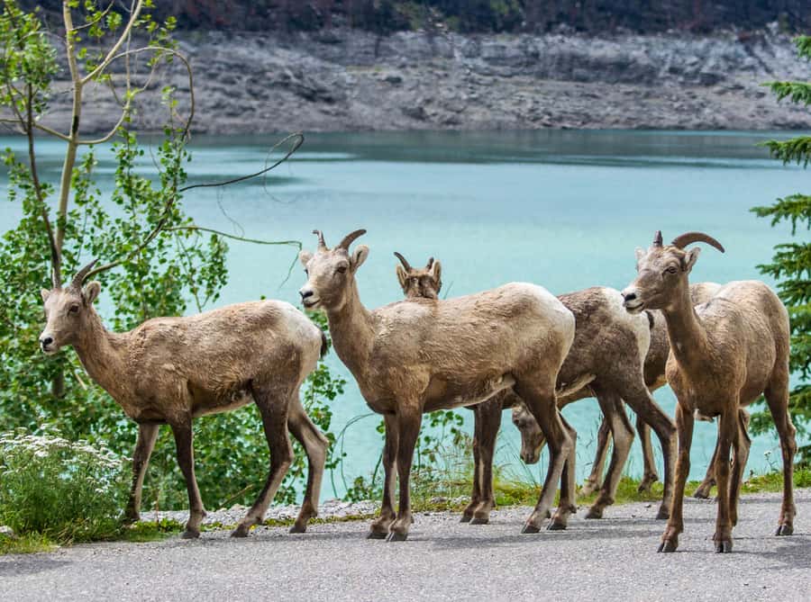 Jasper: Wildlife and Waterfalls Tour with Lakeshore Hike - Final call: a strong introduction to Jasper’s Maligne Valley