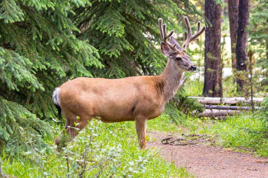 Jasper: Wildlife and Waterfalls Tour with Lakeshore Hike - Maligne Lake is the tour’s main walking experience