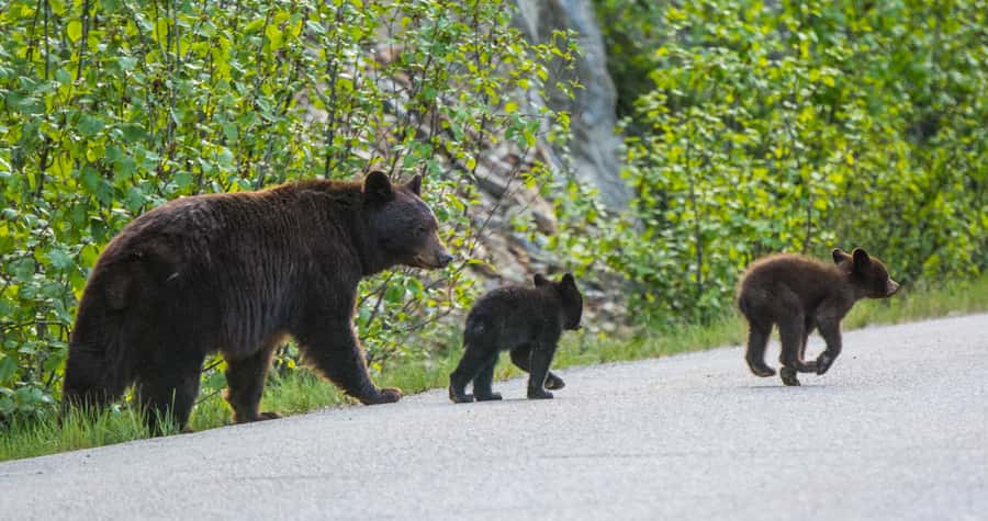 Jasper: Wildlife and Waterfalls Tour with Lakeshore Hike - Wildlife sightings depend on luck, timing, and the guide