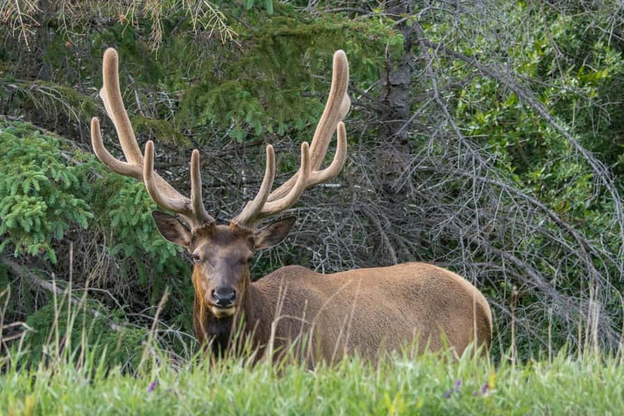 Jasper: Wildlife and Waterfalls Tour with Lakeshore Hike - Pickup details can make or break the morning